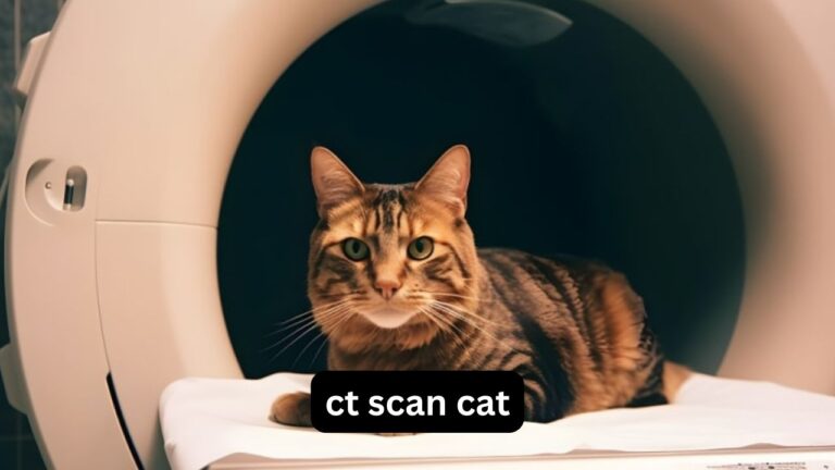 ct scan cat